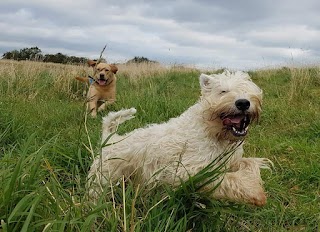 Blue Lead Dog Walking South Queensferry