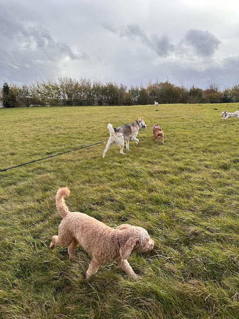 Fluffy go walkies