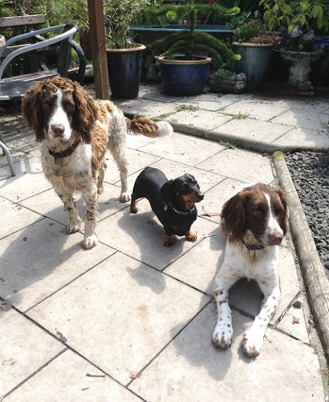 Best Friends Home Dog Boarding