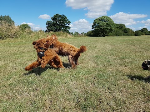 Four Paws Dog Walking Services