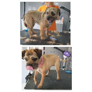 Barks & Bubbles Dog Grooming