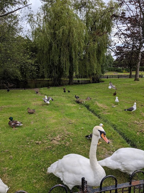 Victoria Park Pond