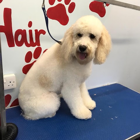 Alfie's Dog Grooming