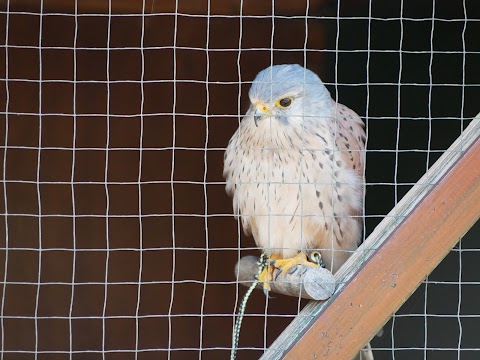 The Devon Bird of Prey Centre