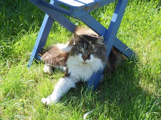 Queen Charlton Cattery