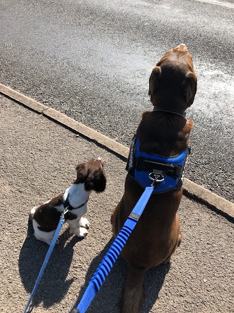 Four Paws and Trails