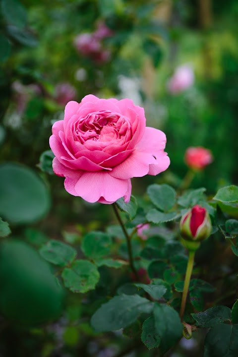 The Yorkshire Dales Flower Company