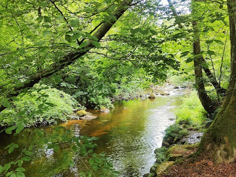 Mourne Park, Woodland Trust