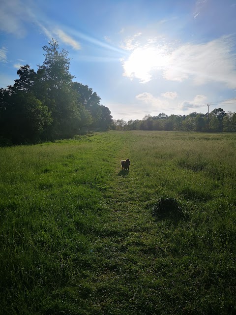 Churwell Urban Woodlands - Daffil Woods