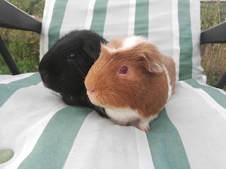 Gate House Guinea Pig Hotel and Grooming