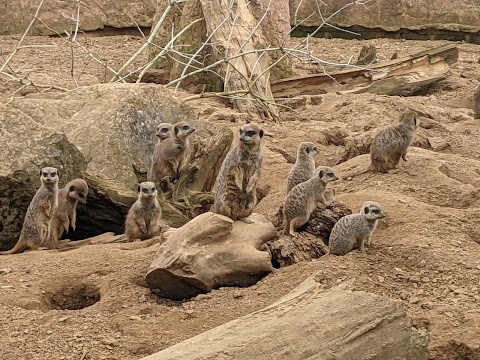 Chester Zoo