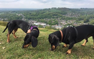 Black & Tan Dachshund Boarding