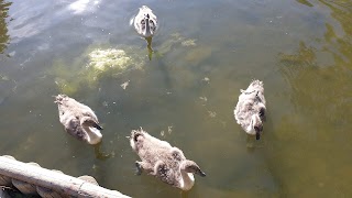 Southwater Country Park Lake