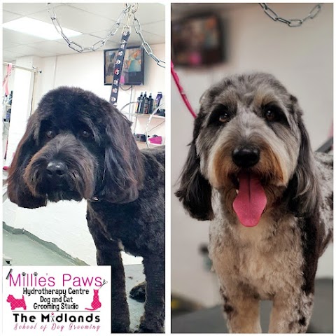 Millie's Paws Grooming Studio/The Midlands School of Dog Grooming