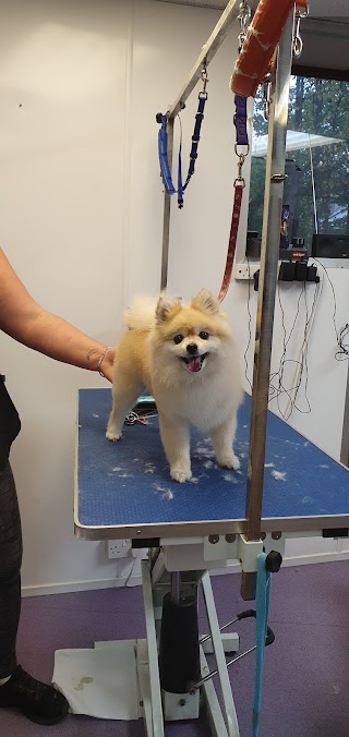 Shampooch Dog Grooming