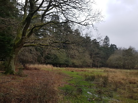 Bolderwood Deer Sanctuary