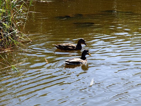 Alver Valley