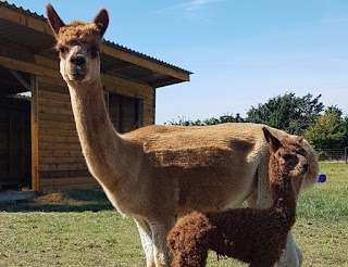 Westpoint Farm Vets, Daventry