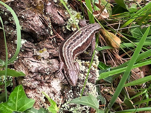 New Forest Reptile Centre