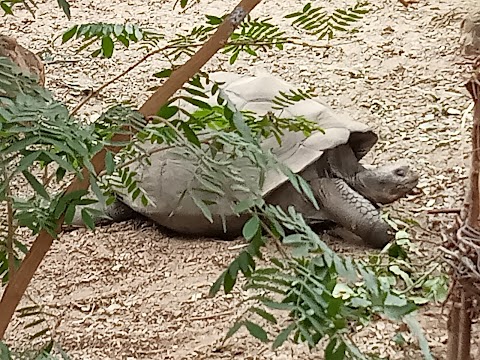 Galapagos Tortoises