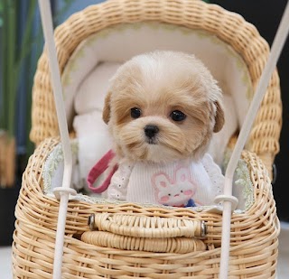 Teacup Dog and Puppies Store UK