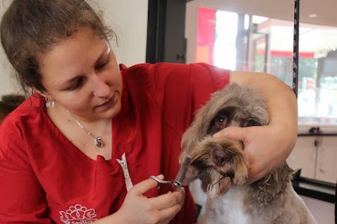 Comb and Collars Grooming Studio