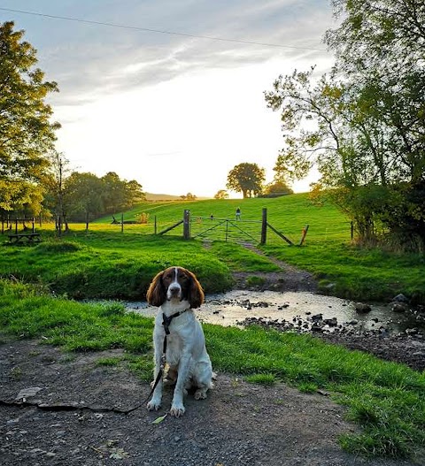 Bark About Dog Walking & Training