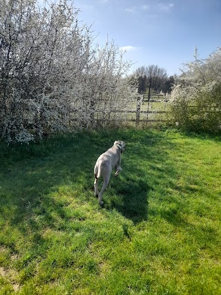 Beeches Kennels