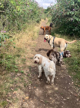 Happy Hounds Croxley