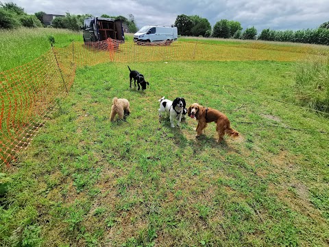 Hairy Poppins Hampshire: Dog Grooming and Day Care