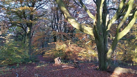 Chevin Forest Park