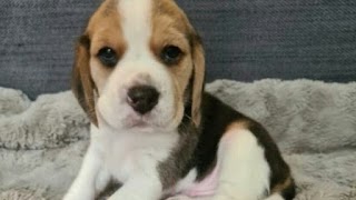 Beagle puppies Aberdeen