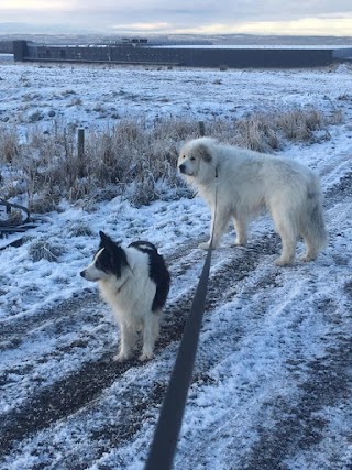 Best Buddy Dog Walking/Boarding