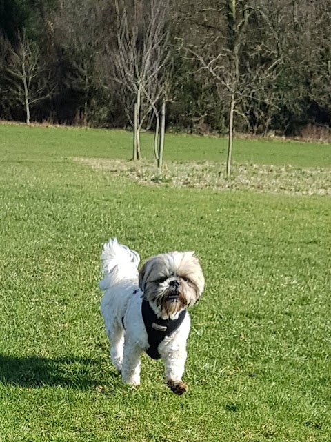 Happy Dogs