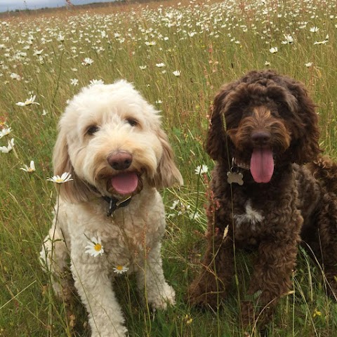 Henry's Walking Pals