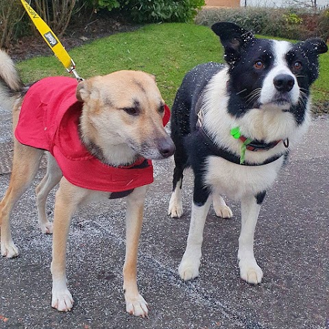 Green Paws Dog Walker