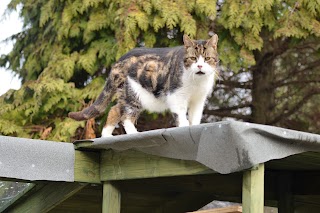 Hazelhurst Cattery