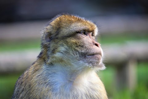 Trentham Monkey Forest