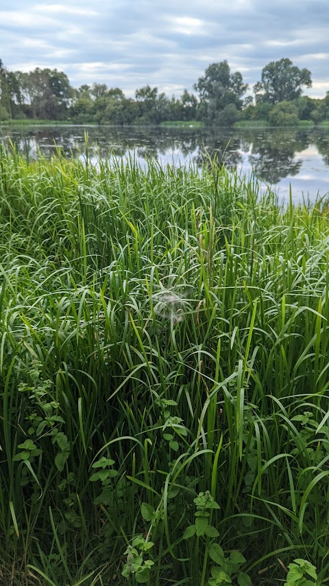 Freeth Mere SSSI nature reserve