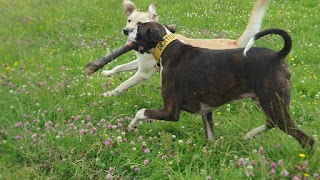 Happy Hound Hikes