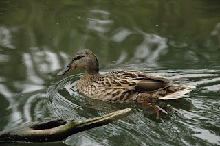 Cygnet Lake