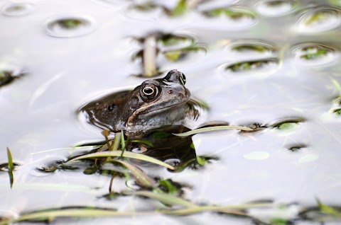 New Forest Reptile Centre