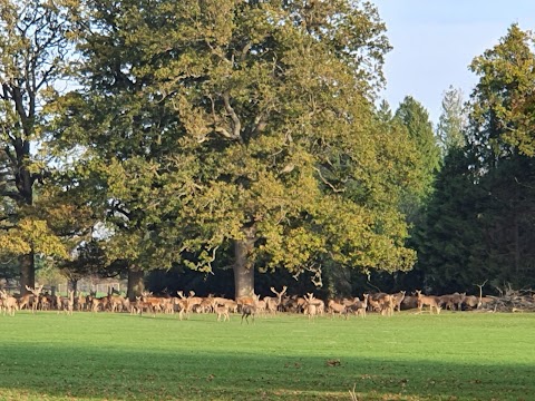 The Deer Park