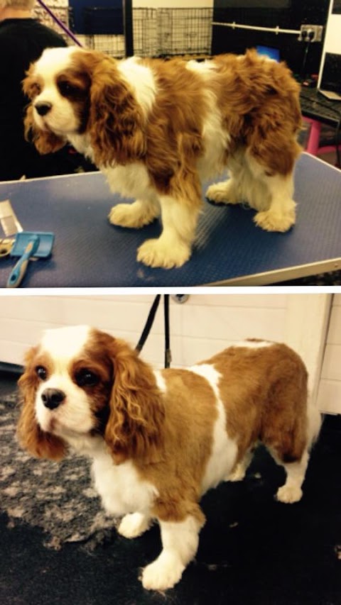 Hampshire Hounds Grooming