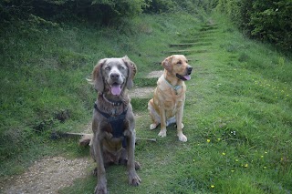 Paw Prints Portsmouth Dog Walking