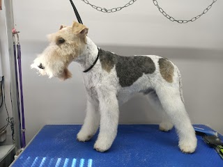 Paws & Scissors Dog Grooming