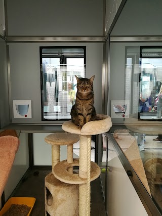 Cats Protection - Belfast Adoption Centre