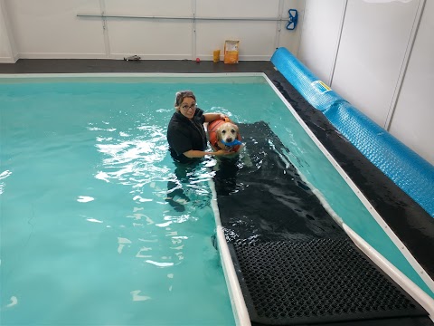 High Lane Hydrotherapy Ltd - Canine Services