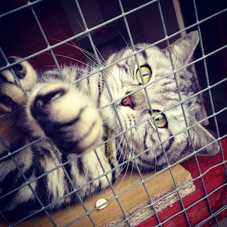 Narly Oak Boarding Cattery