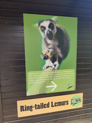 In with the Lemurs